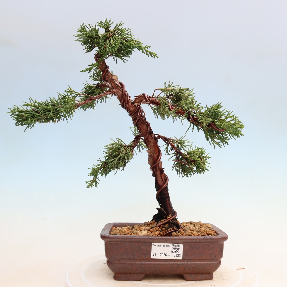 Outdoor bonsai - Juniperus chinensis Kishu