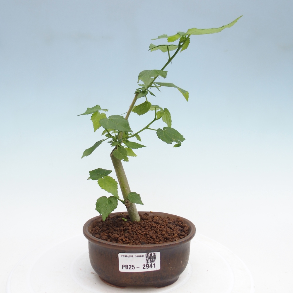 Kryte bonsai - Malvaviscus arboreus - hibiskus drzewny