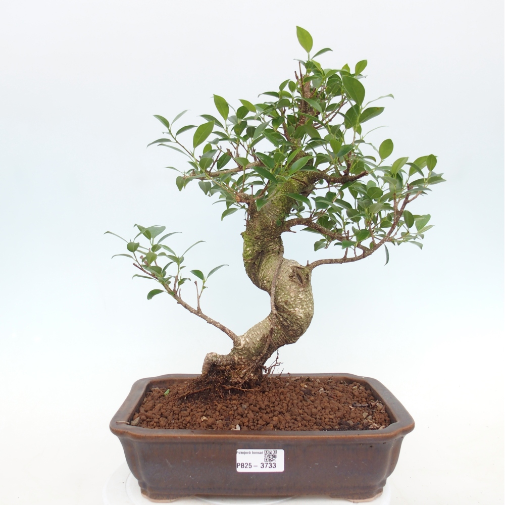 Pokój bonsai - Ficus kimmen - figowiec drobnolistny