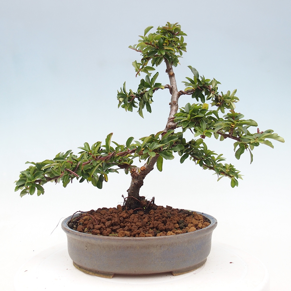 Outdoor bonsai-Pyracantha Teton -Hlox