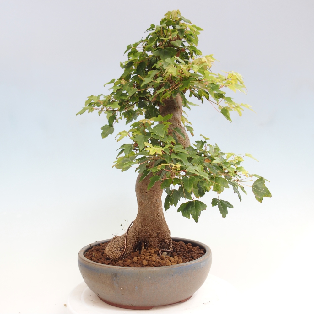Outdoor bonsai - Maple Buergerianum - Burger Maple