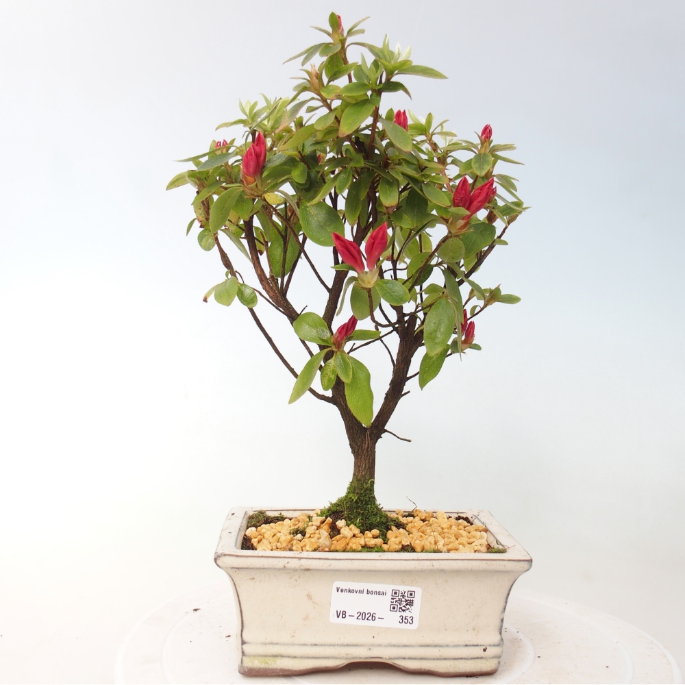 Outdoor bonsai - Azalia japońska - Azalea sp.