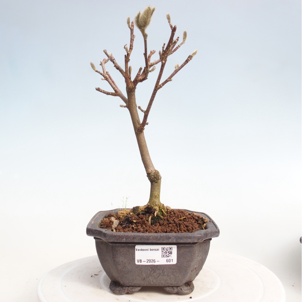 Bonsai na zewnątrz - Magnolia stellata