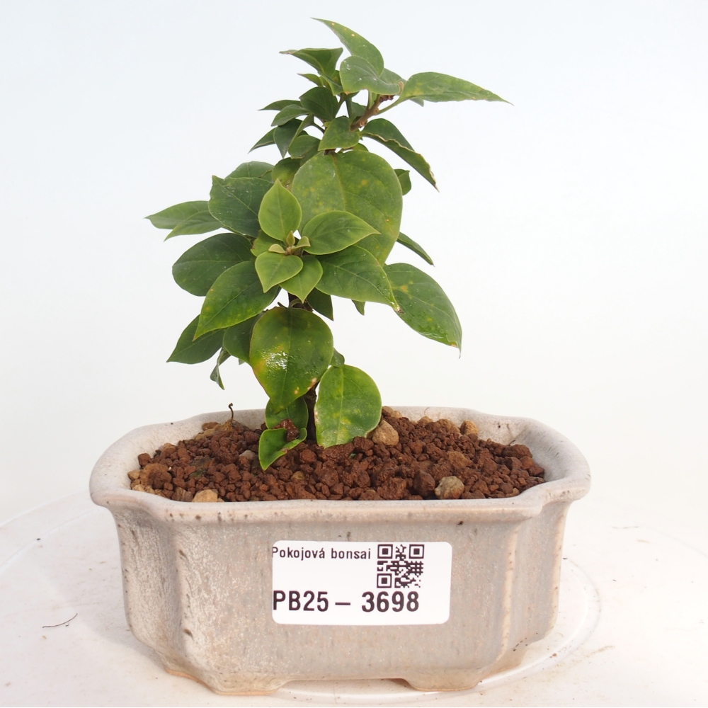 Pokój bonsai - Bouganwilea