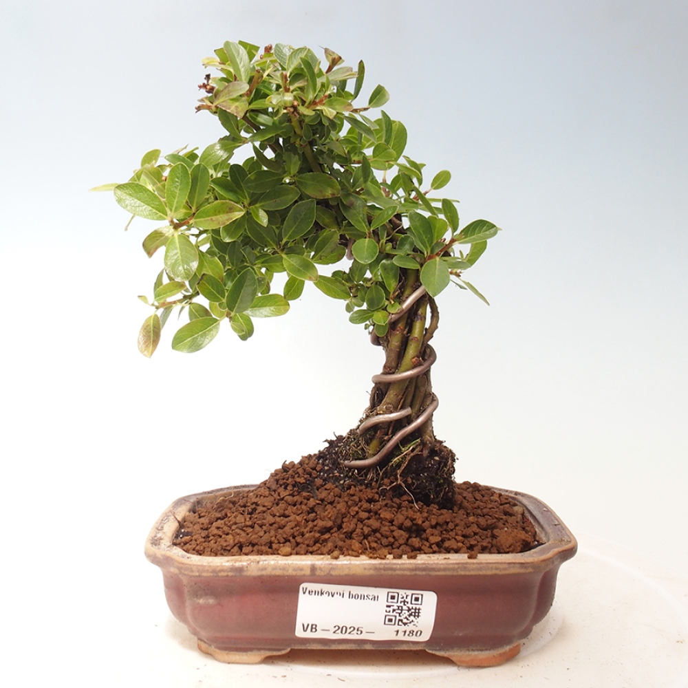 Outdoor bonsai - Salix - Wierzba