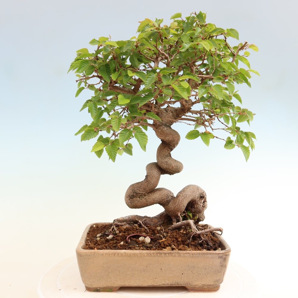 Outdoor bonsai - Carpinus coreana - grab koreański