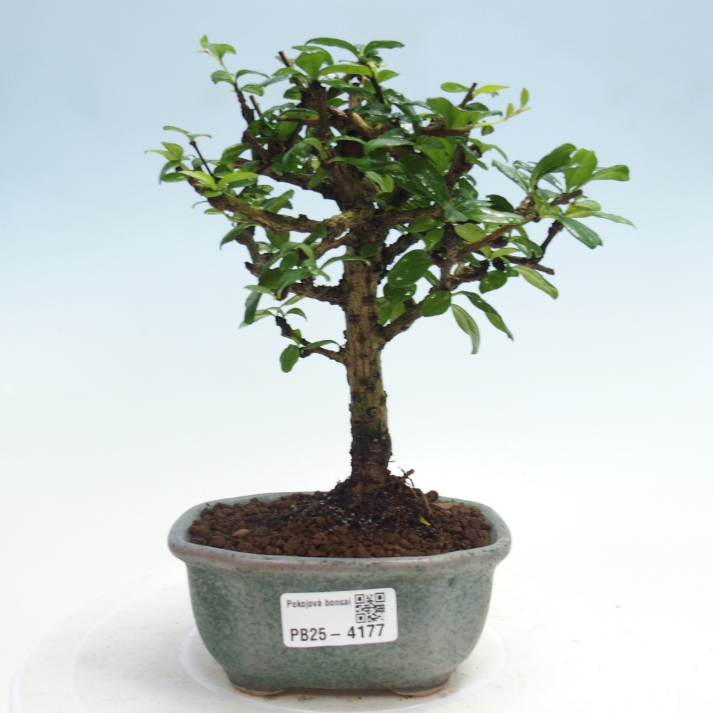Bonsai pokojowe - Carmona macrophylla - Tea fuki