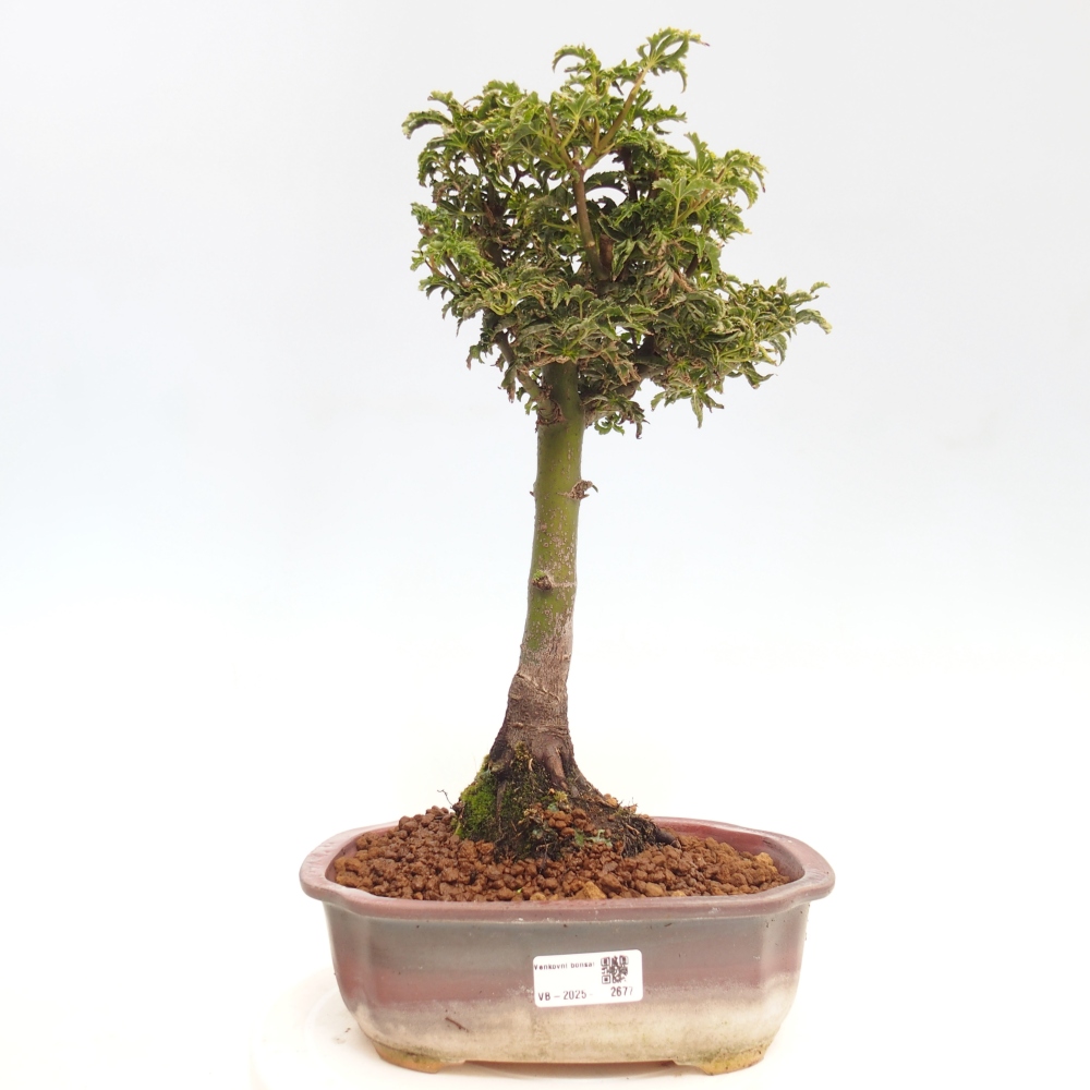 Bonsai zewnętrzne - klon Acer palmatum Shishigashira