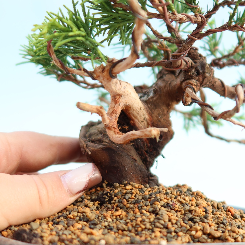 Outdoor bonsai - Juniperus chinensis Itoigawa - Jałowiec chiński