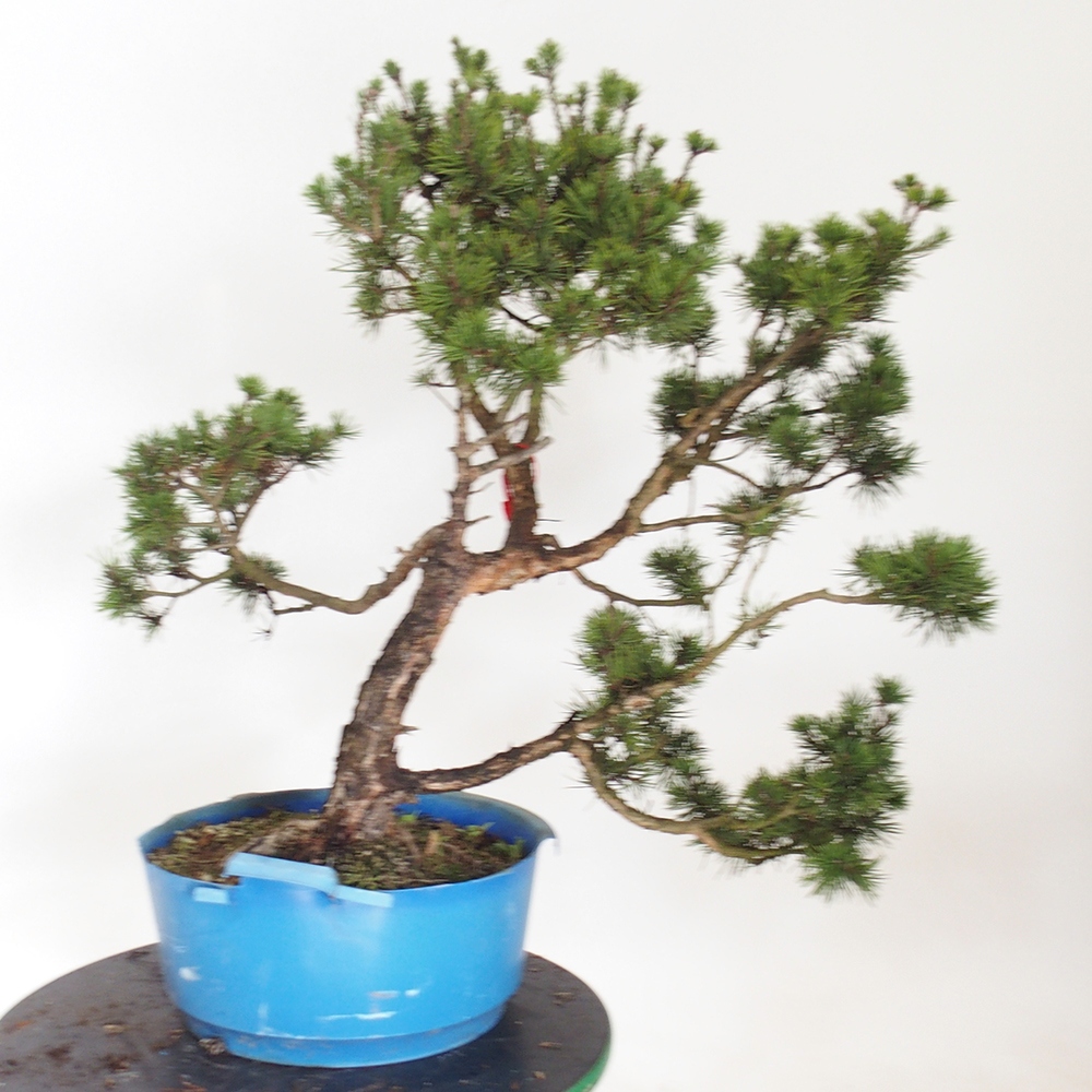 Yamadori - Pinus sylvestris Hiszpania