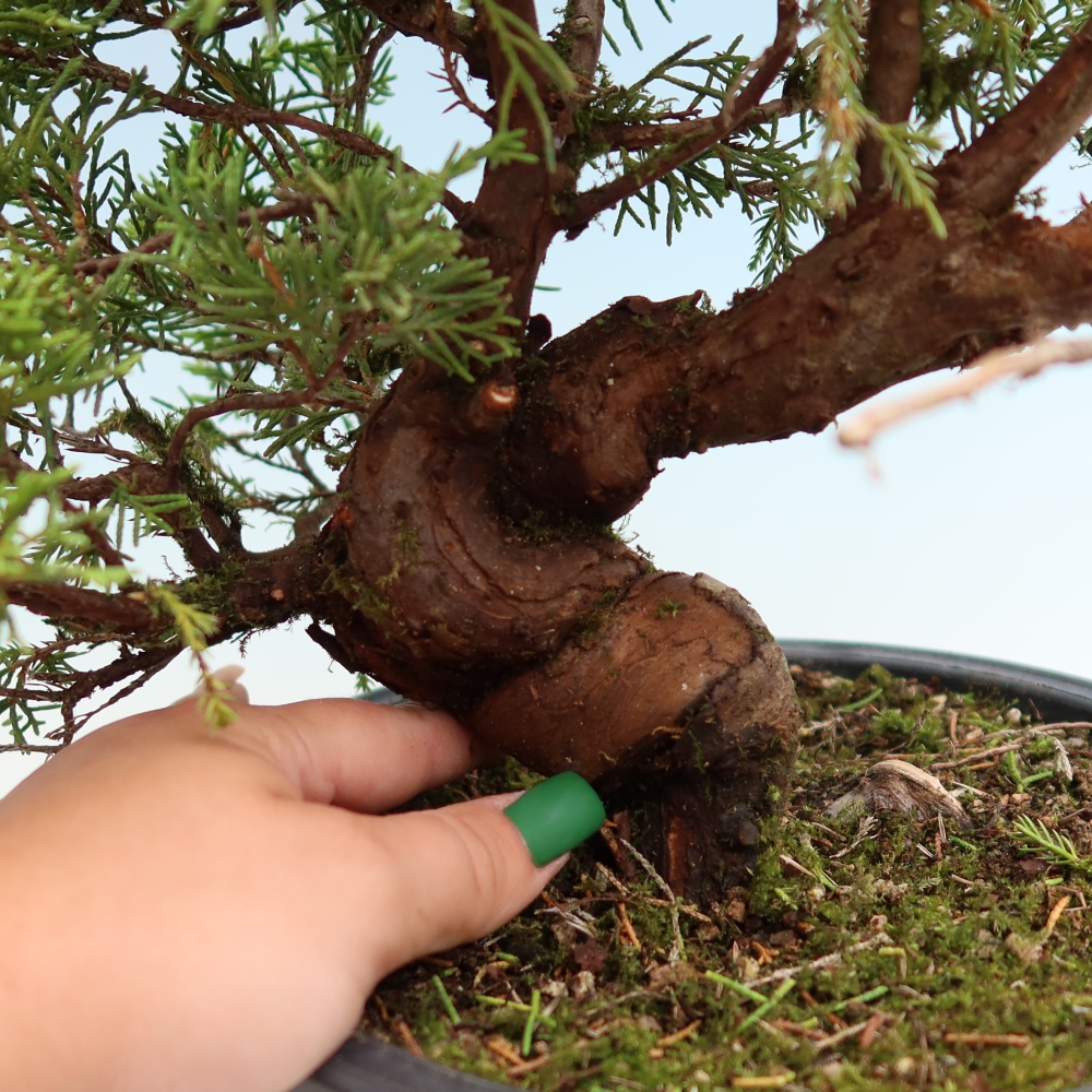 Bonsai ogrodowe – Juniperus chinensis Itoigawa – jałowiec chiński