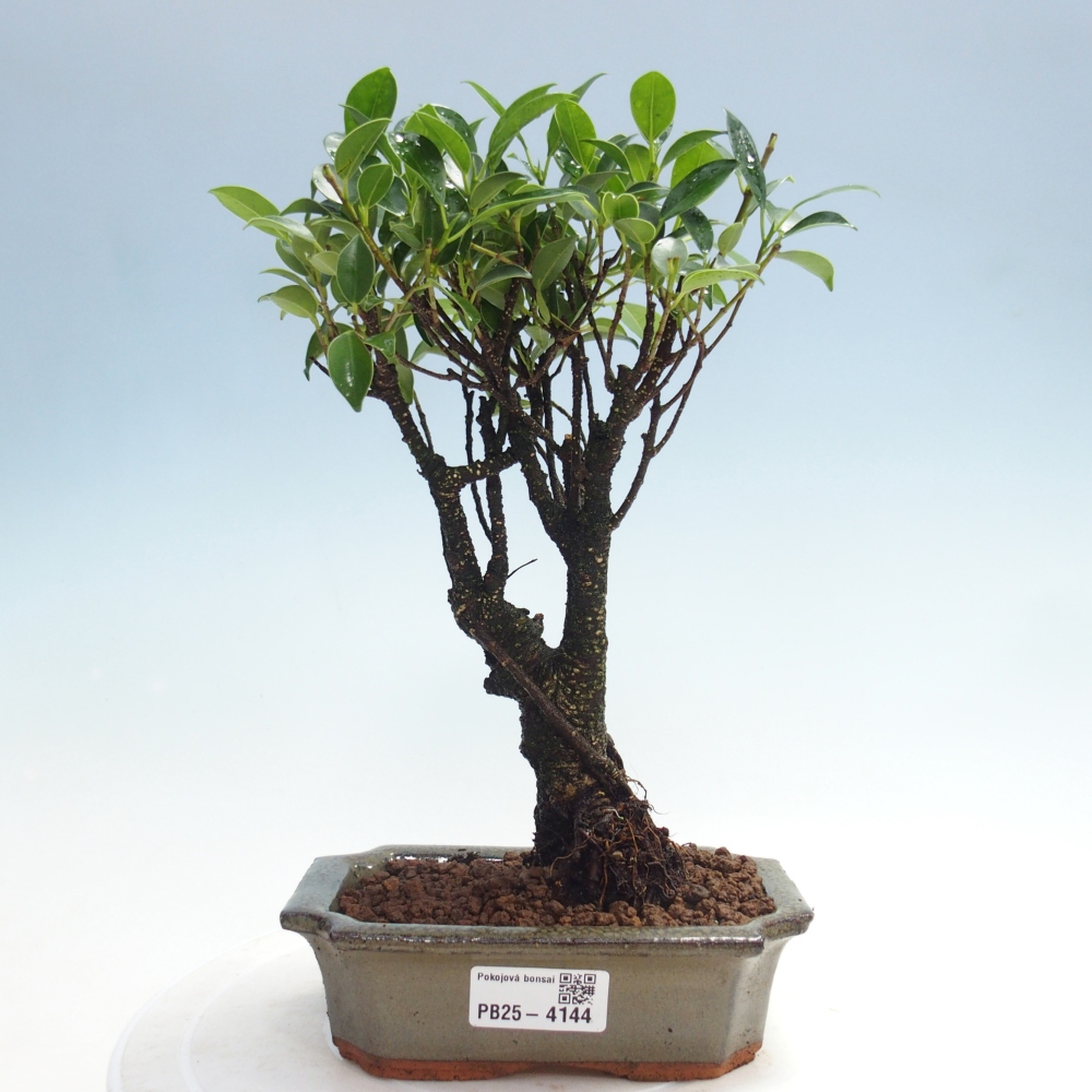 Bonsai wewnętrzne - Ficus retusa - figowiec drobnolistny