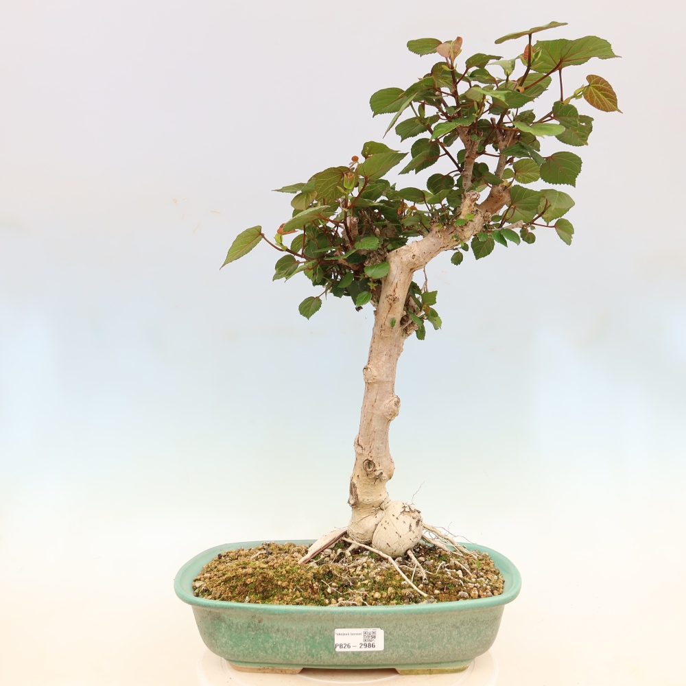 Bonsai domowe - Hibiscus tiliaceus - Hibiskus morski