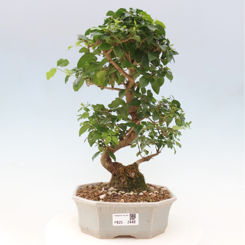 Indoor bonsai -Ligustrum chinensis - dziób ptaka