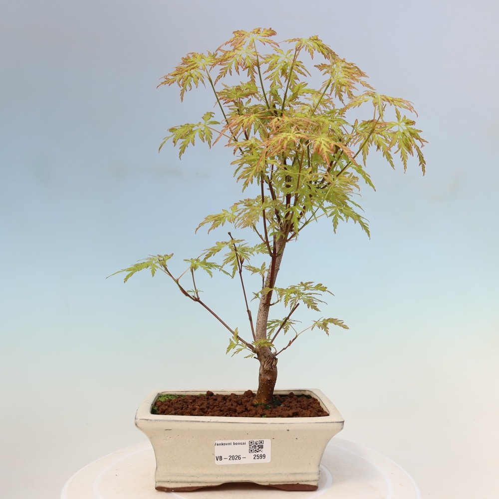 Bonsai ogrodowe – Acer palmatum Dissectum – klon palmowy 