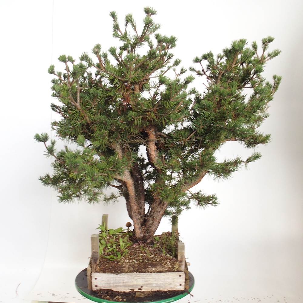 Yamadori - Pinus sylvestris Hiszpania