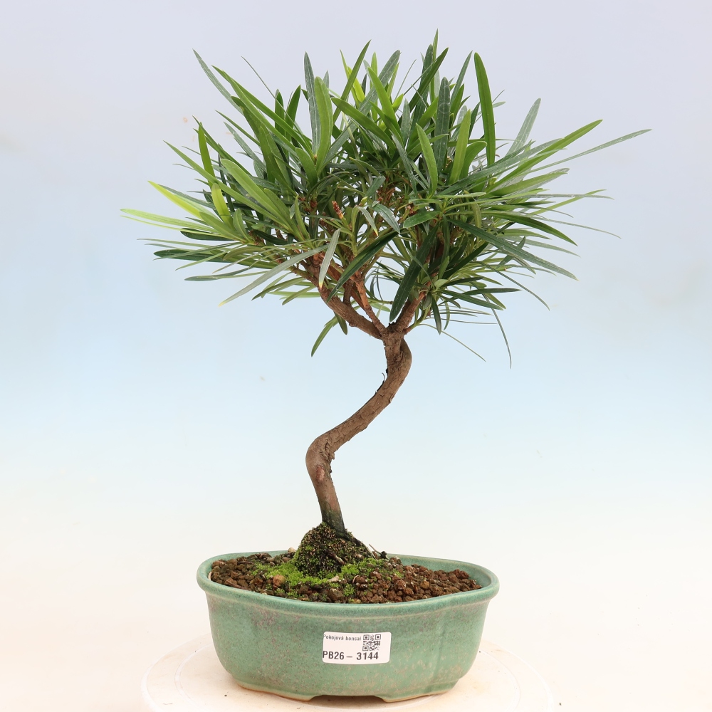 Pokój bonsai - Podocarpus - Kamienny cis