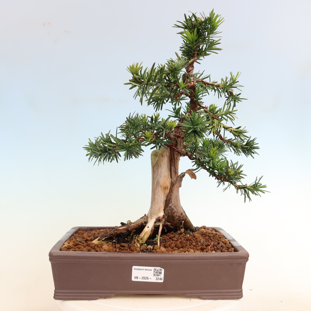 Bonsai ogrodowe – Taxus cuspidata – cis japoński