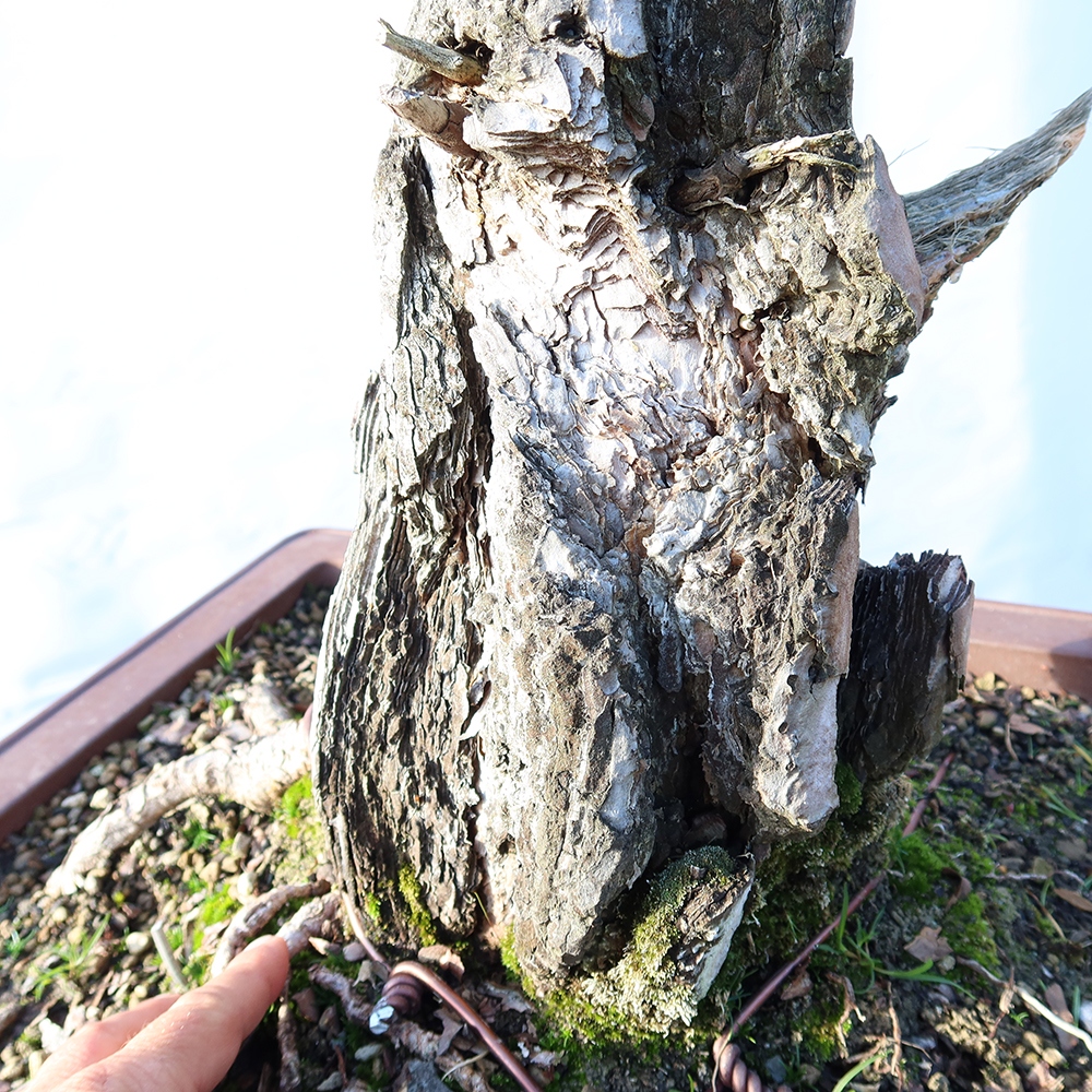 Pinus sylvestris Hiszpania – sosna zwyczajna