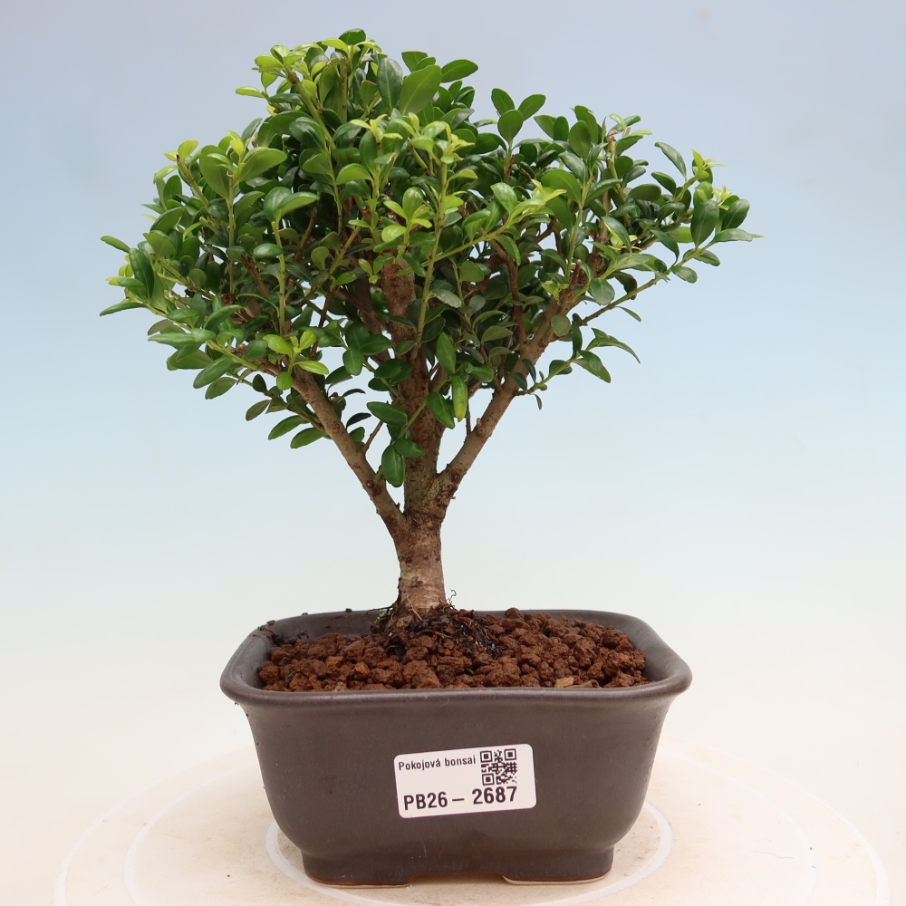 Pokój bonsai - Ilex crenata - Ostrokrzew