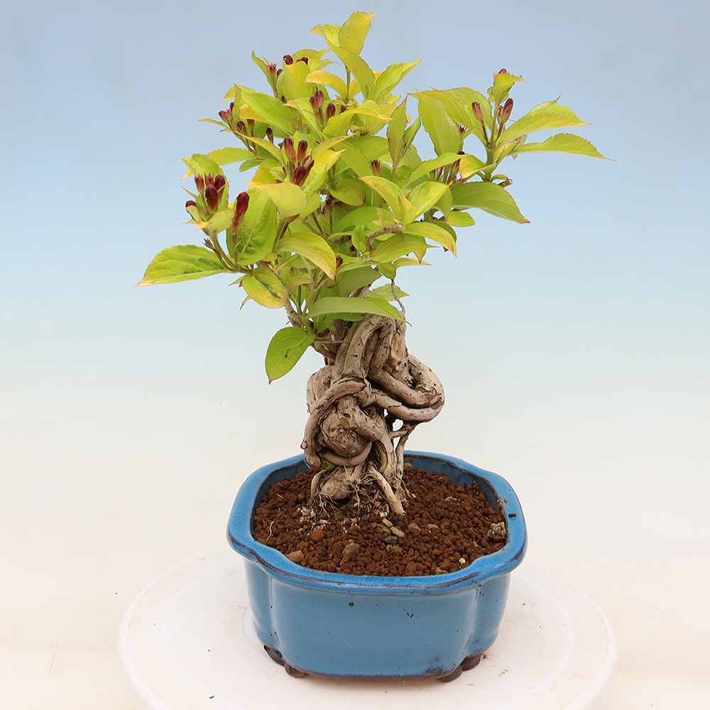 Bonsai ogrodowe – Weigela subsessilis – Weigela koreańska