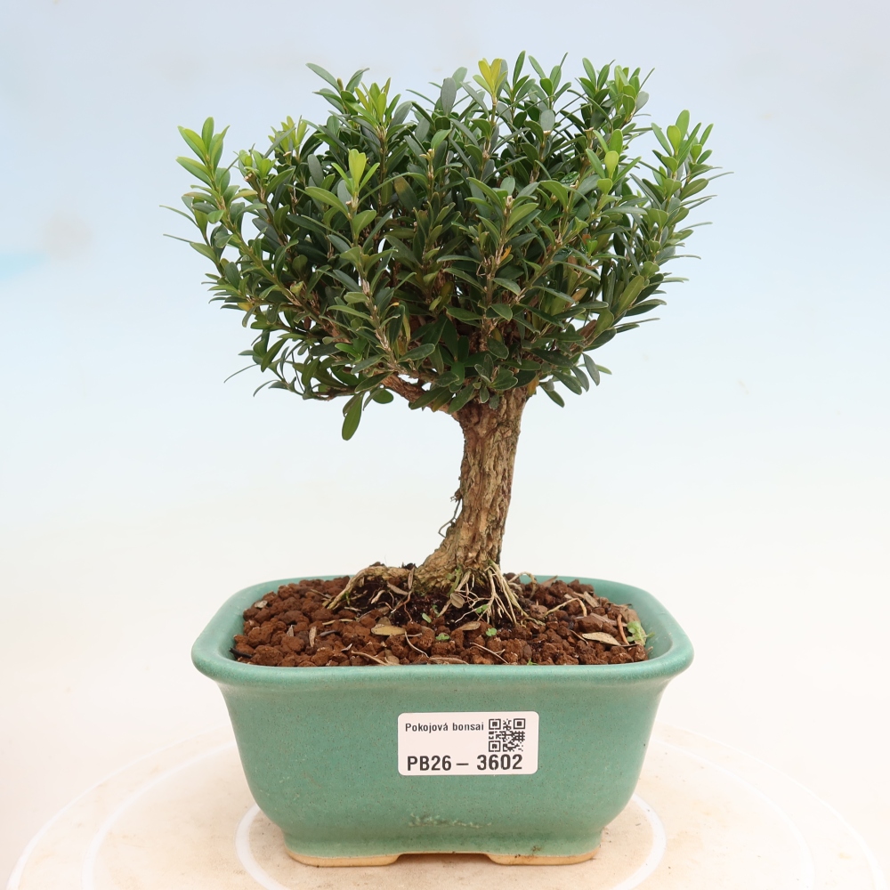Pokój bonsai - Buxus harlandii - buxus korkowy