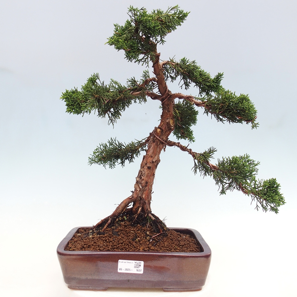Outdoor bonsai - Juniperus chinensis Kishu - chiński jałowiec