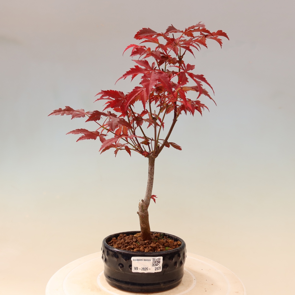 Bonsai na zewnątrz - Palma Acer. Atropurpureum-Javor palmate