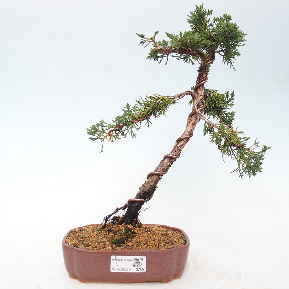 Outdoor bonsai - Juniperus chinensis Kishu