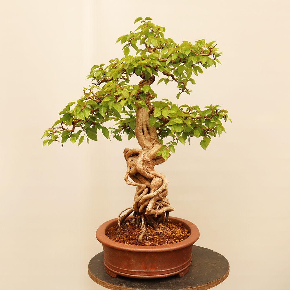 Bonsai plenerowe - Carpinus Coreana - grab koreański