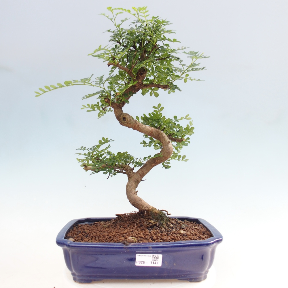 Pokój bonsai - Zantoxylum piperitum - drzewo pieprzowe