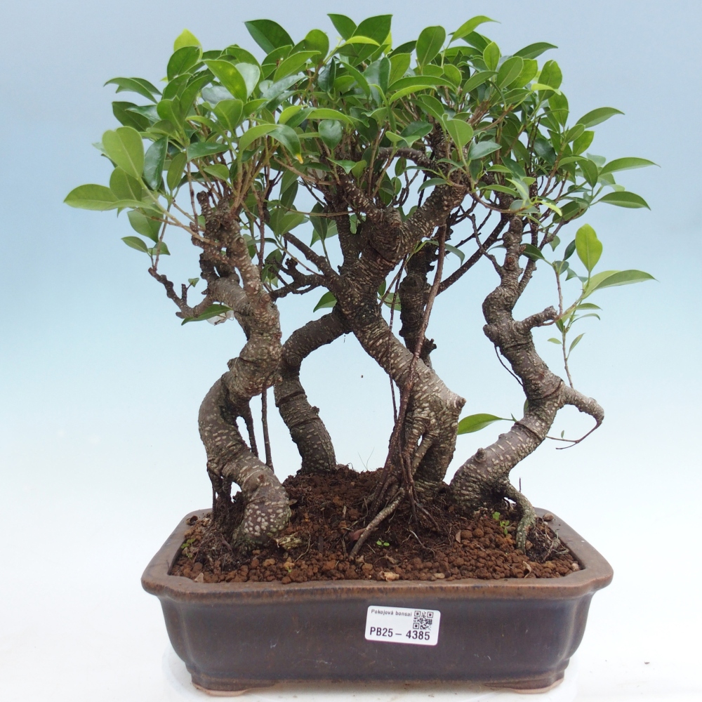 Pokój bonsai - Ficus kimmen - figowiec drobnolistny