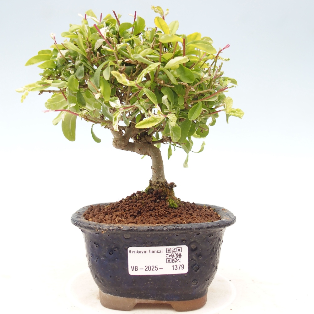 Outdoor bonsai - Ligustrum obtusifolium - Dziób ptasi o matowych liściach