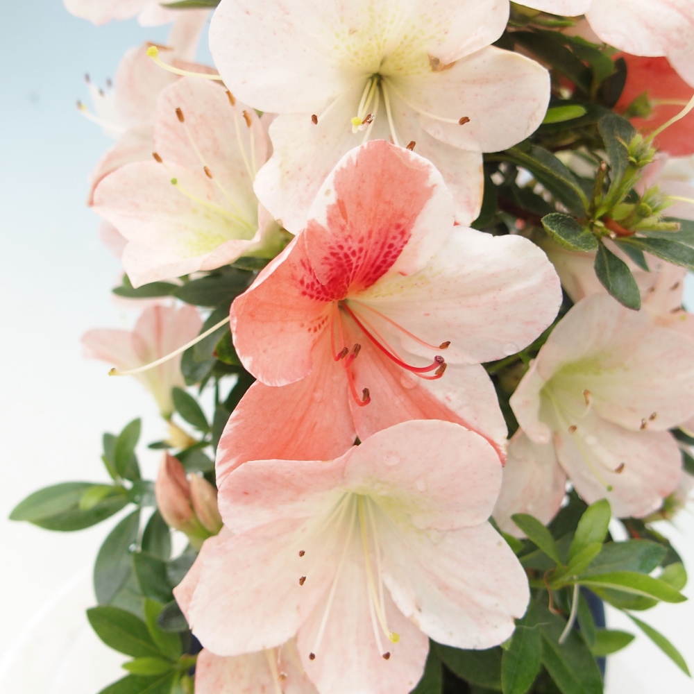 Bonsai ogrodowe - azalia japońska - Azalea Asazakura