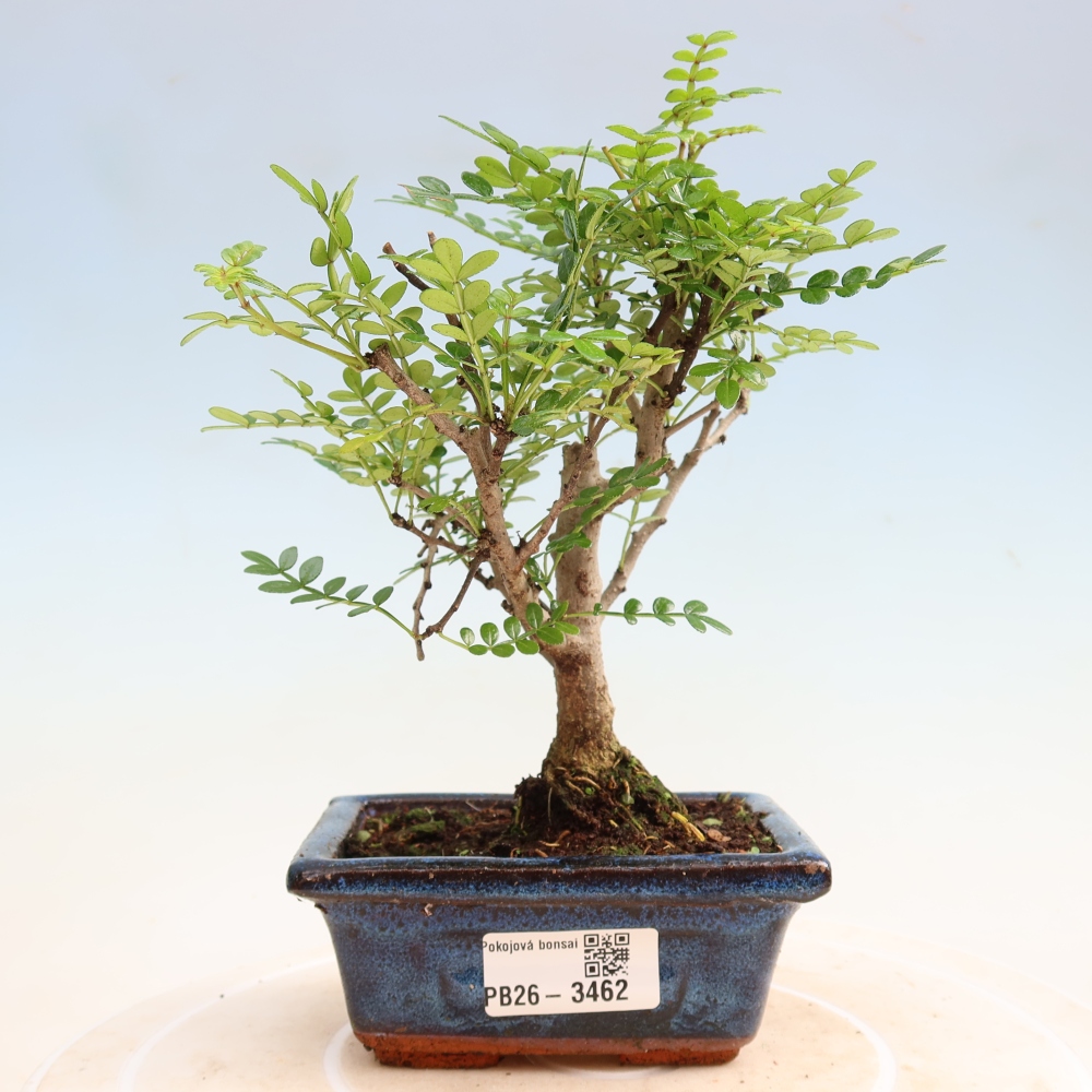 Pokój bonsai - Zantoxylum piperitum - drzewo pieprzowe