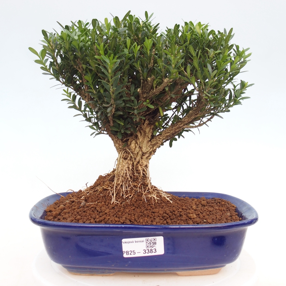 Pokój bonsai - Buxus harlandii - buxus korkowy