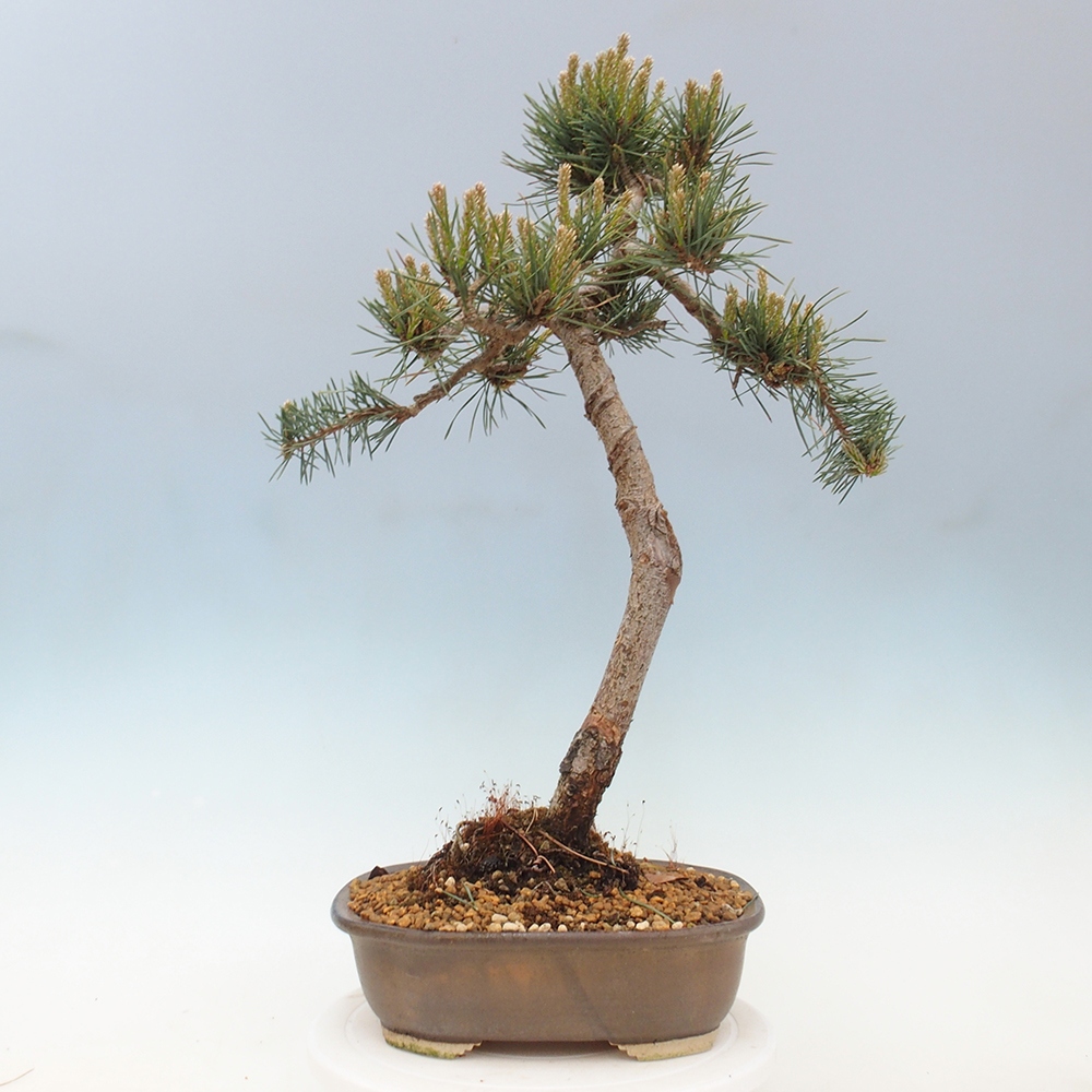 Outdoor bonsai - Pinus Sylvestris - sosna zwyczajna