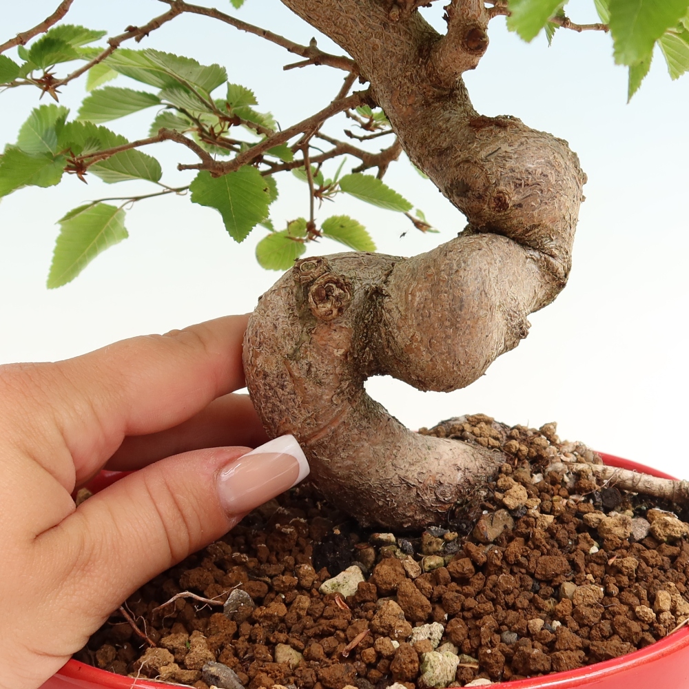 Outdoor bonsai - Carpinus coreana - grab koreański