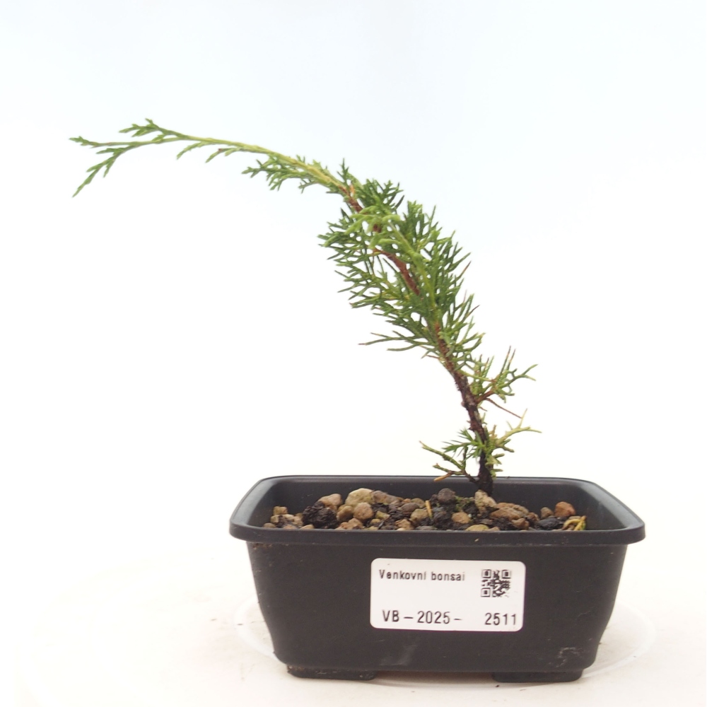 Outdoor bonsai - Juniperus chinensis Itoigawa - Jałowiec chiński