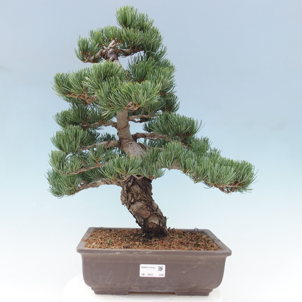Outdoor bonsai - Pinus parviflora - Mała sosna