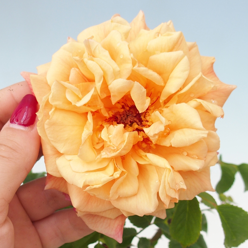 Bonsai na zewnątrz - Rosa Kordes - róża 