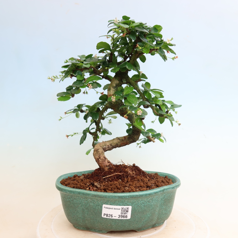 Bonsai pokojowe - Carmona macrophylla - Tea fuki