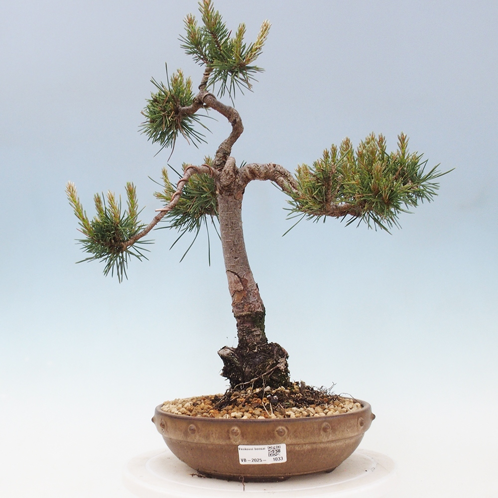 Outdoor bonsai - Pinus Sylvestris - sosna zwyczajna