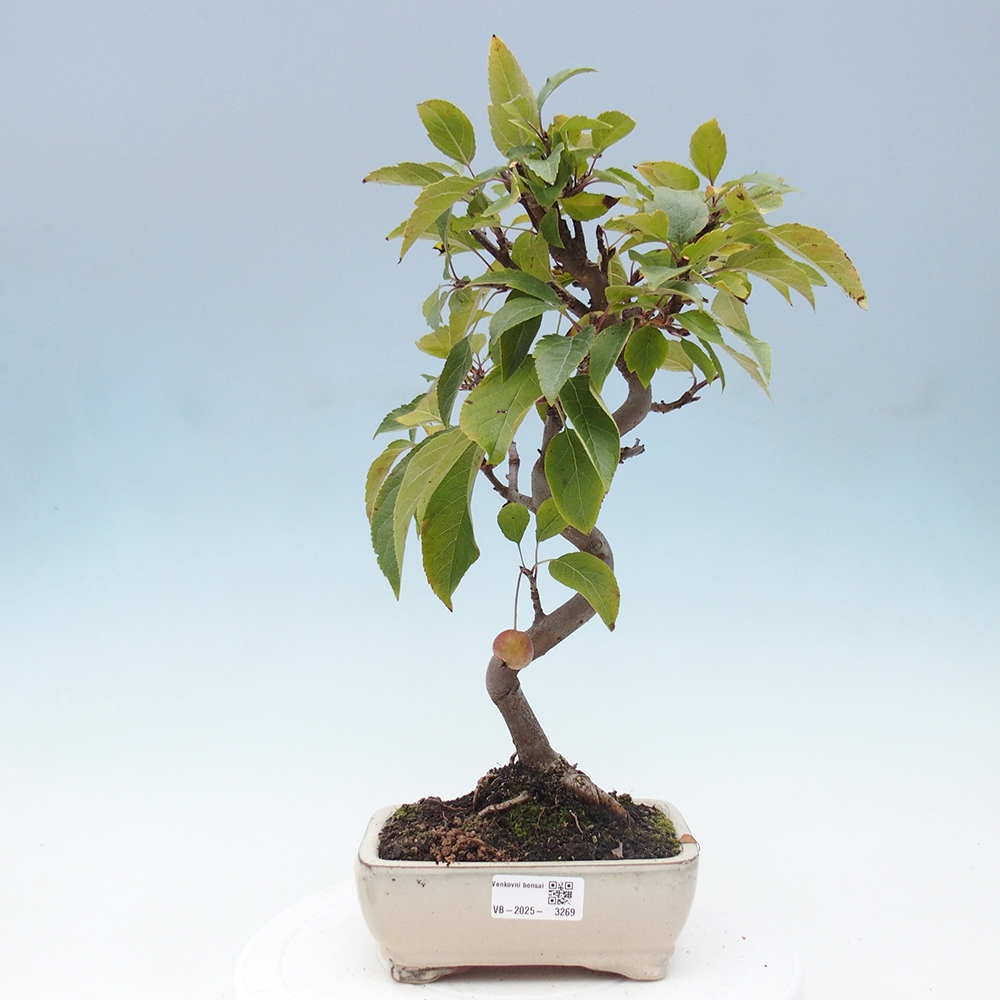 Bonsai plenerowe - Malus Halliana - Jabłoń drobnoowocowa