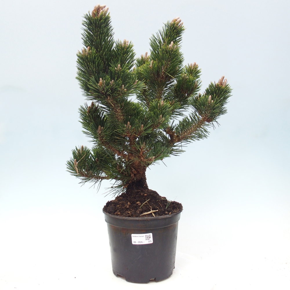 Outdoor bonsai - Pinus thunbergii senjyumaru - Sosna Thunberga