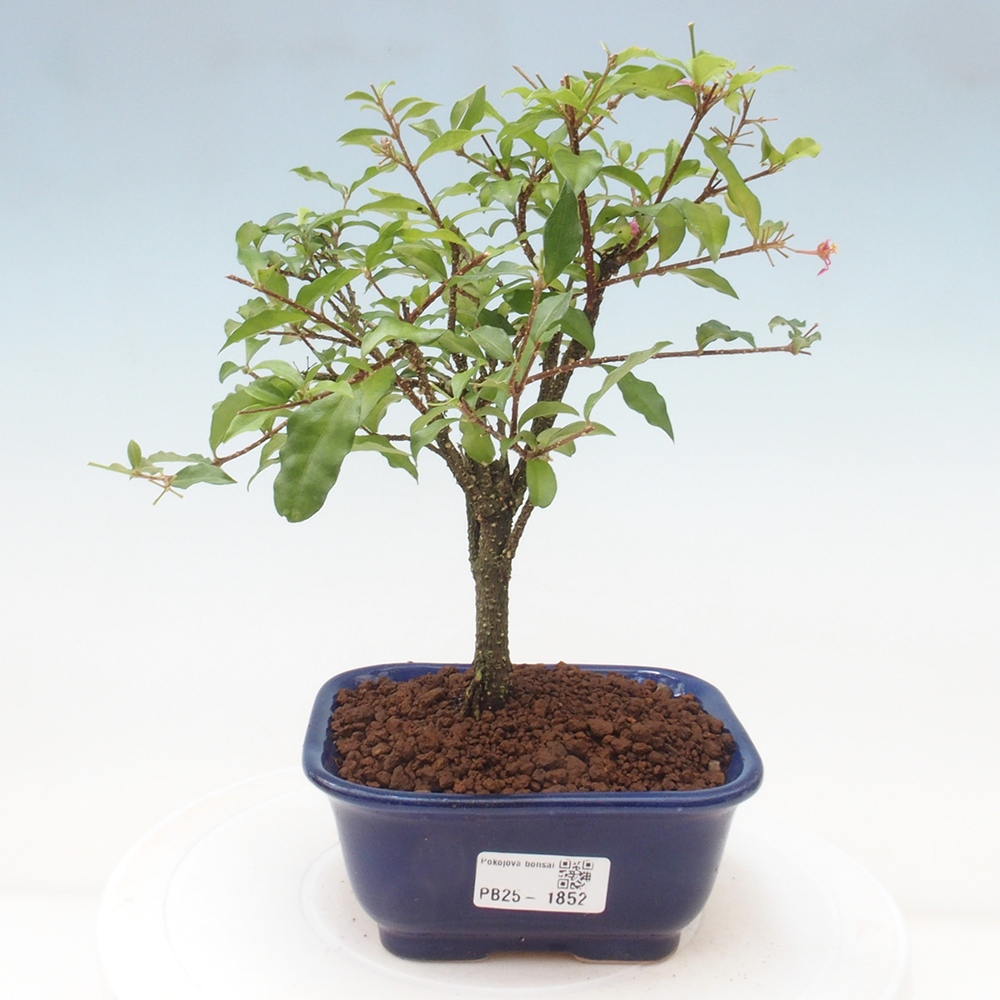 Bonsai pokojowe - Malpighia coccigera - Wiśnia Barbdorska
