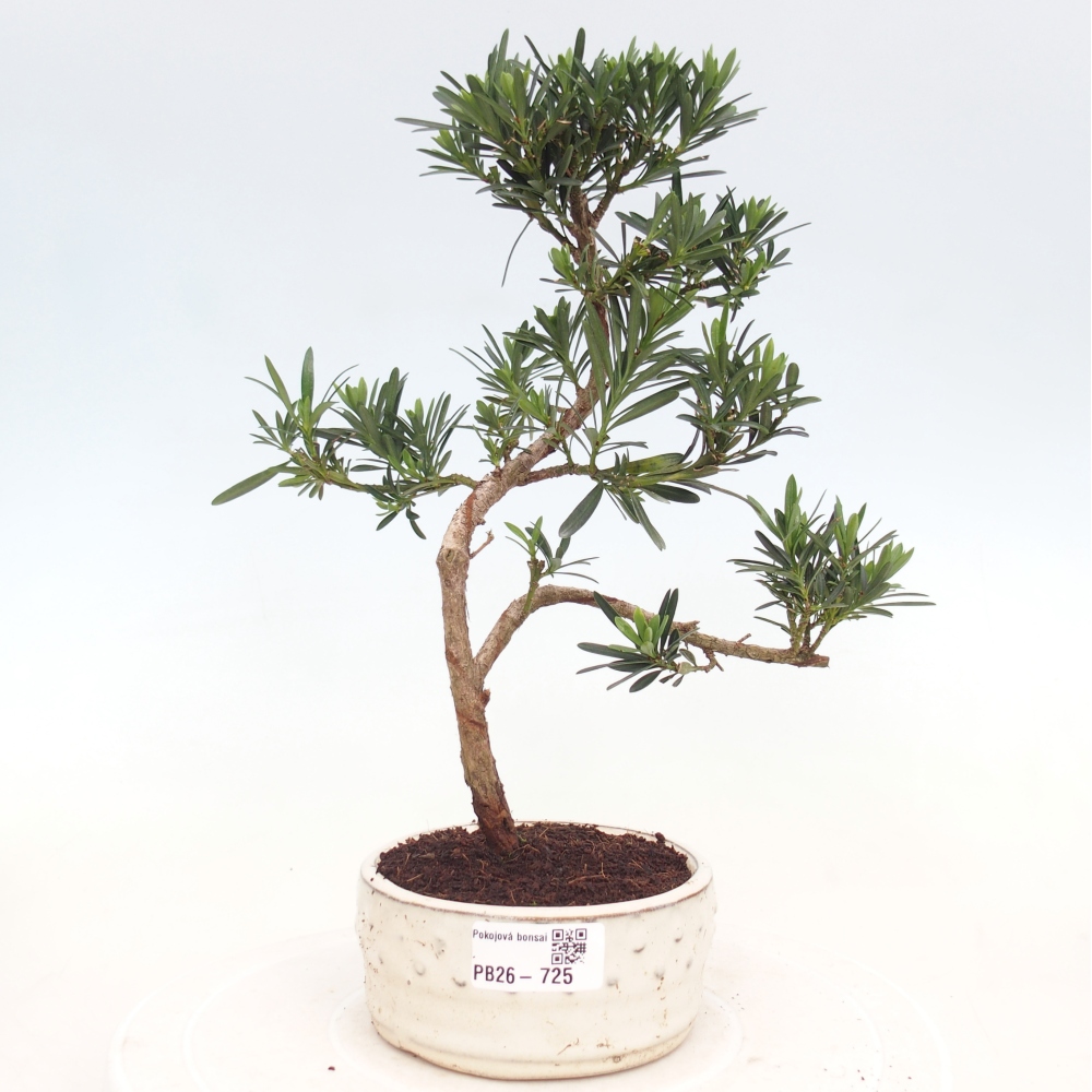 Pokój bonsai - Podocarpus - Kamienny cis