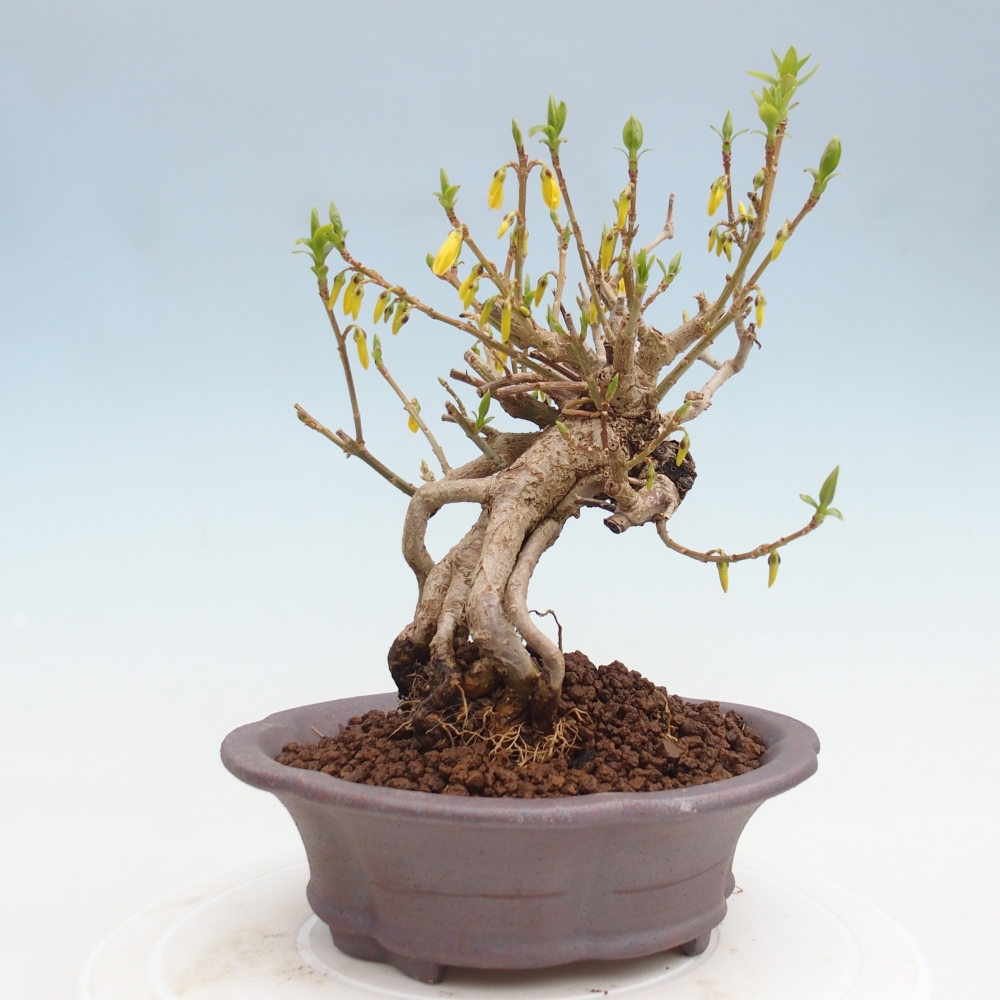 Outdoor bonsai - Zlatice - Forsycja koreańska