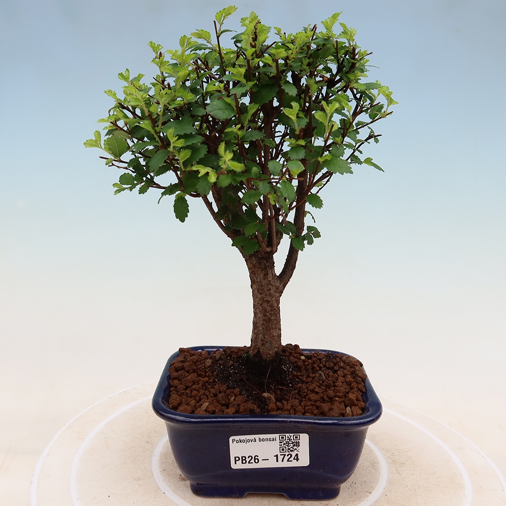 Pokój bonsai - Ulmus parvifolia - Wiąz drobnolistny