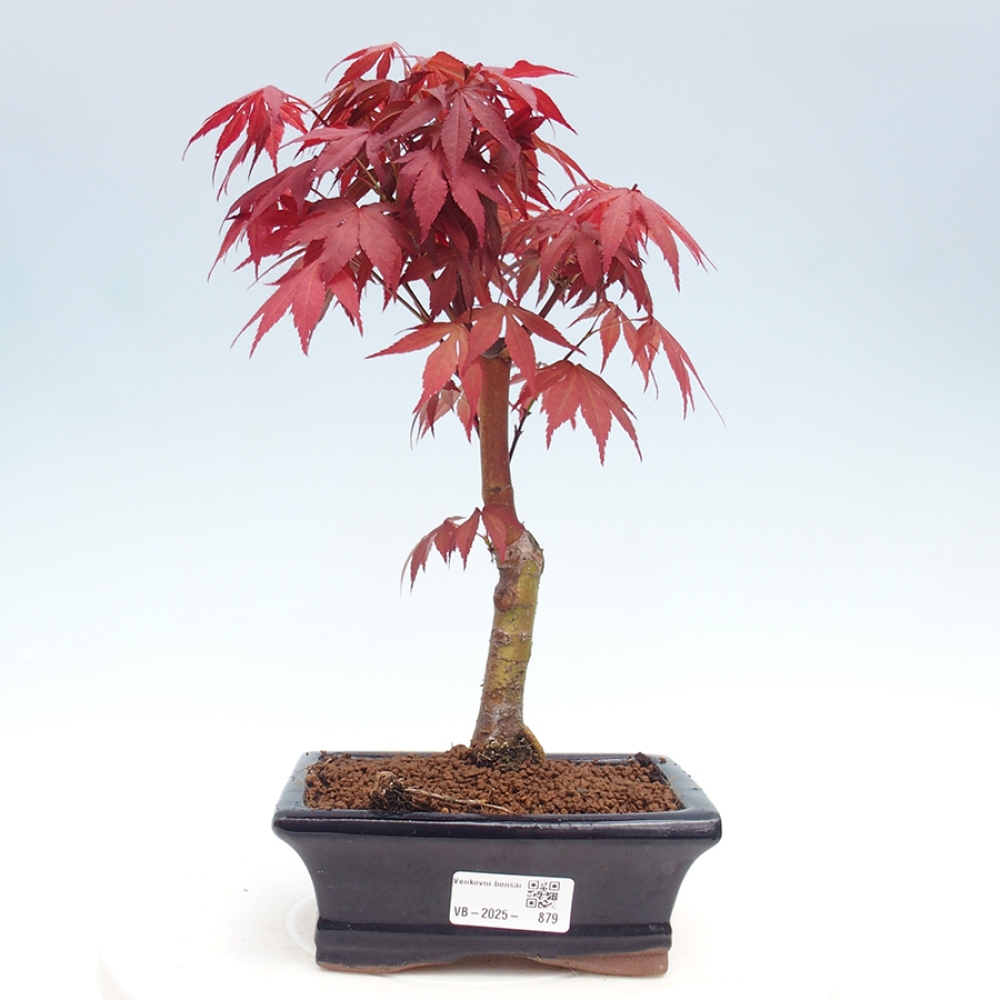 Bonsai zewnętrzne - palma Acer. Klon Atropurpureum-Palmleaf